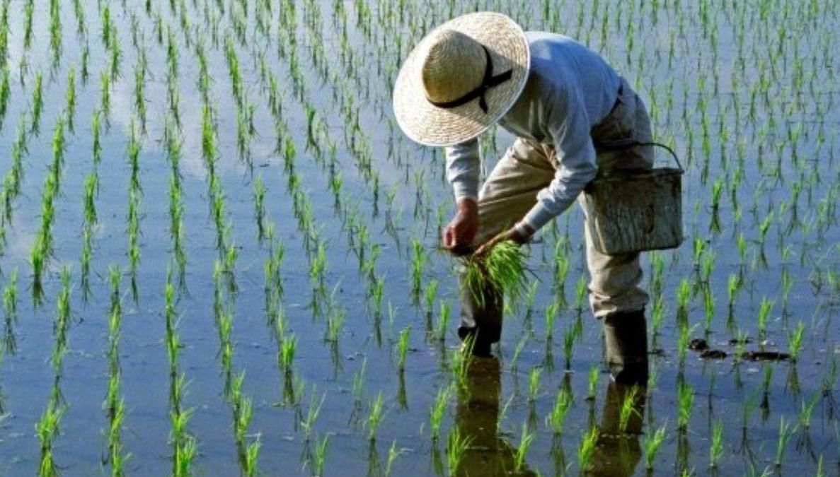 خطر بیخ گوش مازندران و گیلان | کشت دوم برنج چه بلایی سر استان های شمالی می‌آورد؟