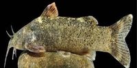 ماجرای ثبت گونه جدید ماهی به نام «علی‌دایی» چه بود؟