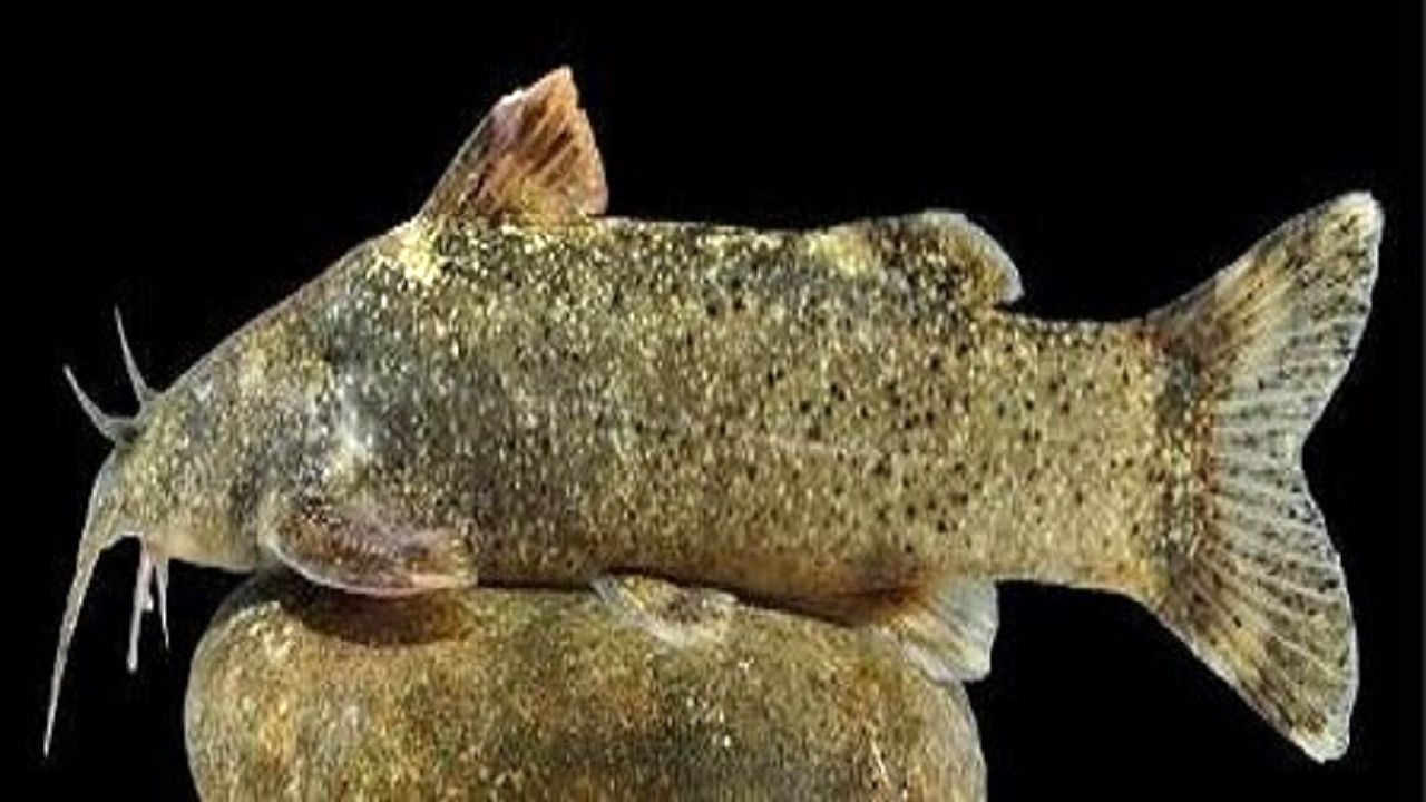 ماجرای ثبت گونه جدید ماهی به نام «علی‌دایی» چه بود؟