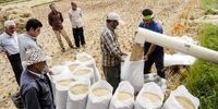 نیاز سالانه کشور به برنج چقدر است؟