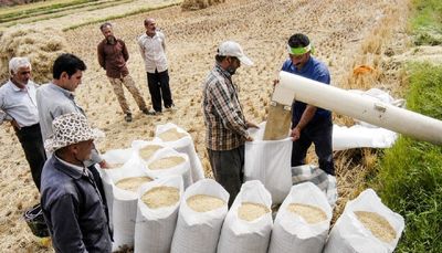 قیمت برنج ایرانی کاهشی شد 2
