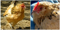  پیرترین مرغ جهان که در گینس ثبت شد+تصاویر
