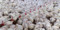 تشریح طرح آزادسازی تولید و توزیع مرغ و تخم‌مرغ