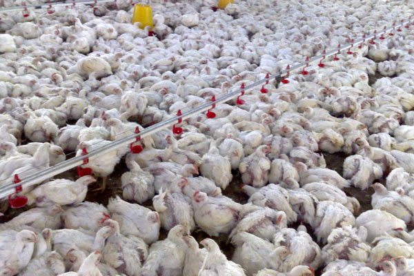 معدوم شدن ١١ میلیون قطعه مرغ طی ٣ ماه