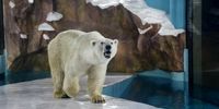 افتتاح هتلی جدید در چین با نمایش دو خرس قطبی جنجال به پا کرد+ عکس