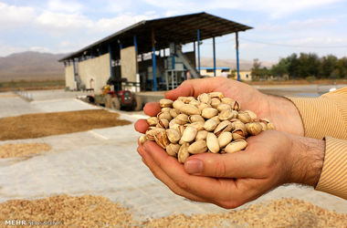طلای سبز زیر ضرب جنگ در ایران | پسته آمریکایی، بازار جهانی «پسته ایرانی» را تصاحب می‌کند؟
