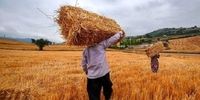  قیمت رسمی گوشت، مرغ و تخم‌مرغ اعلام شد/ خبر مهم وزیر کشاورزی برای گندم کاران