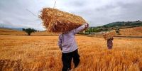  قیمت رسمی گوشت، مرغ و تخم‌مرغ اعلام شد/ خبر مهم وزیر کشاورزی برای گندم کاران
