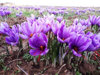 قیمت زعفران در بورس کالا به 84 میلیون تومان رسید
