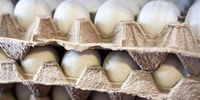 هشدار درباره کاهش تولیدتخم مرغ در ماه های آینده

