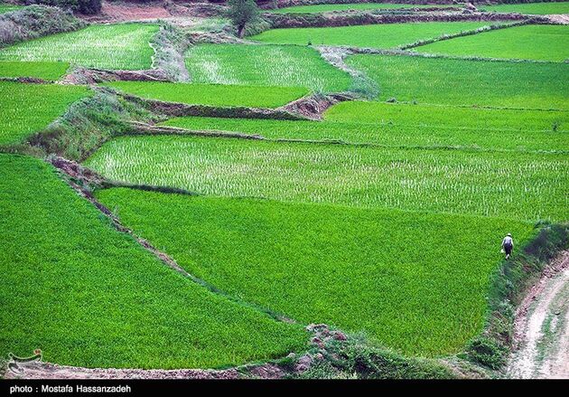 نشا برنج در گلستان