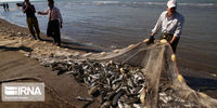 افزایش قابل‌توجه صید ماهیان دریای خزر در سال‌جاری