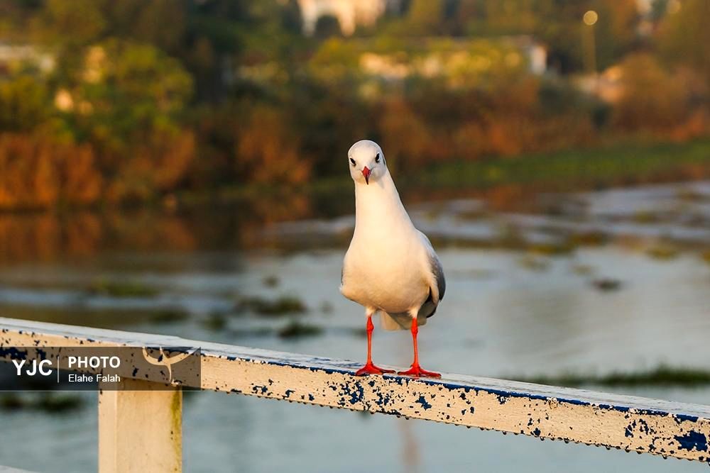 تصاویر|کاکایی‌ها؛ قلب تپنده‌ آسمان انزلی