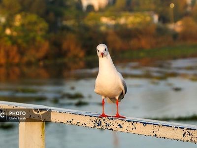 تصاویر|کاکایی‌ها؛ قلب تپنده‌ آسمان انزلی