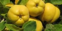 خواص شگفت انگیز یک میوه زمستانی برای بدن

