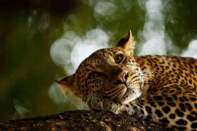 WildLife 1