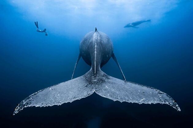 WildLife 2