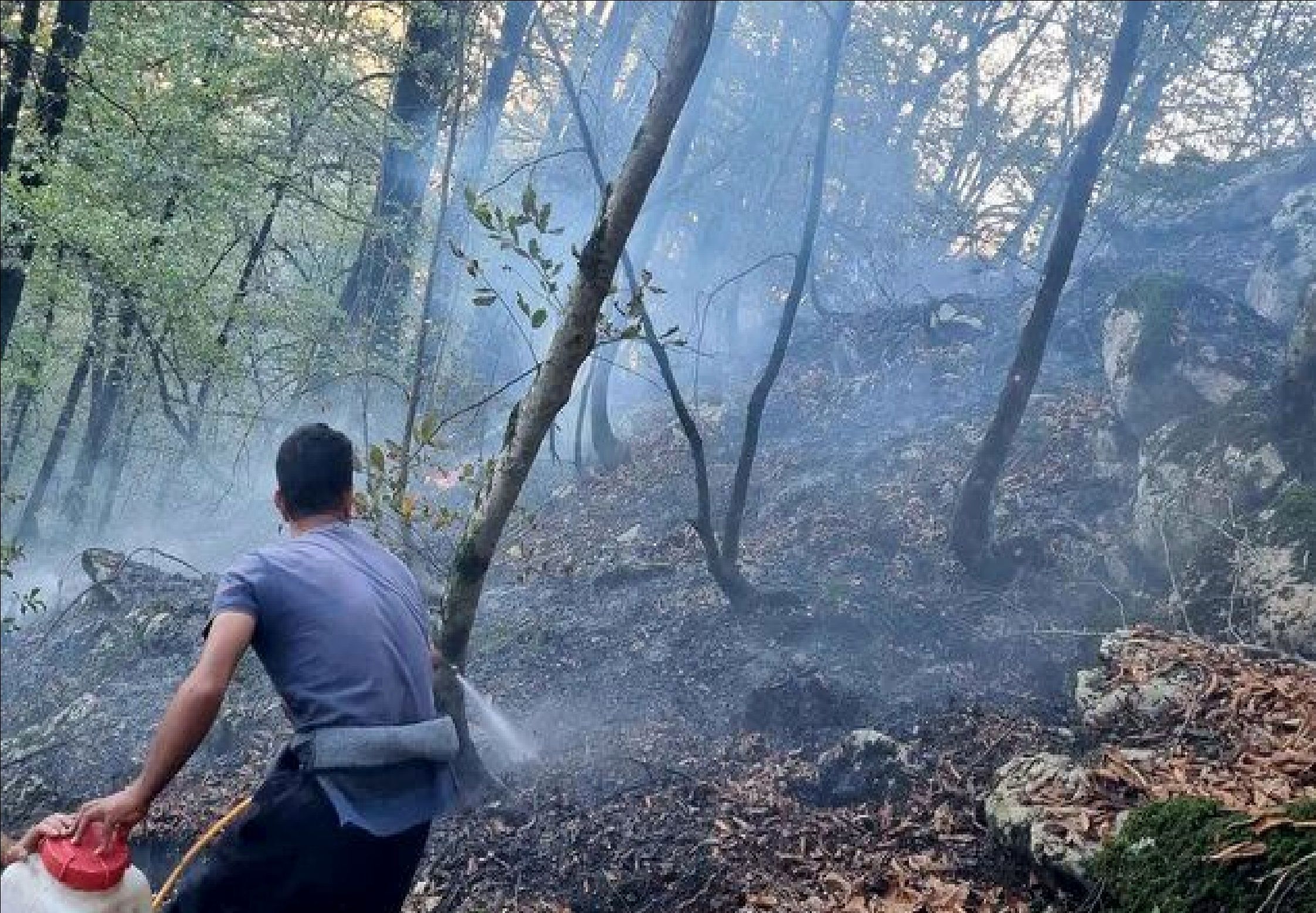 آتش‌سوزی دوباره جنگل الیت صحت دارد؟