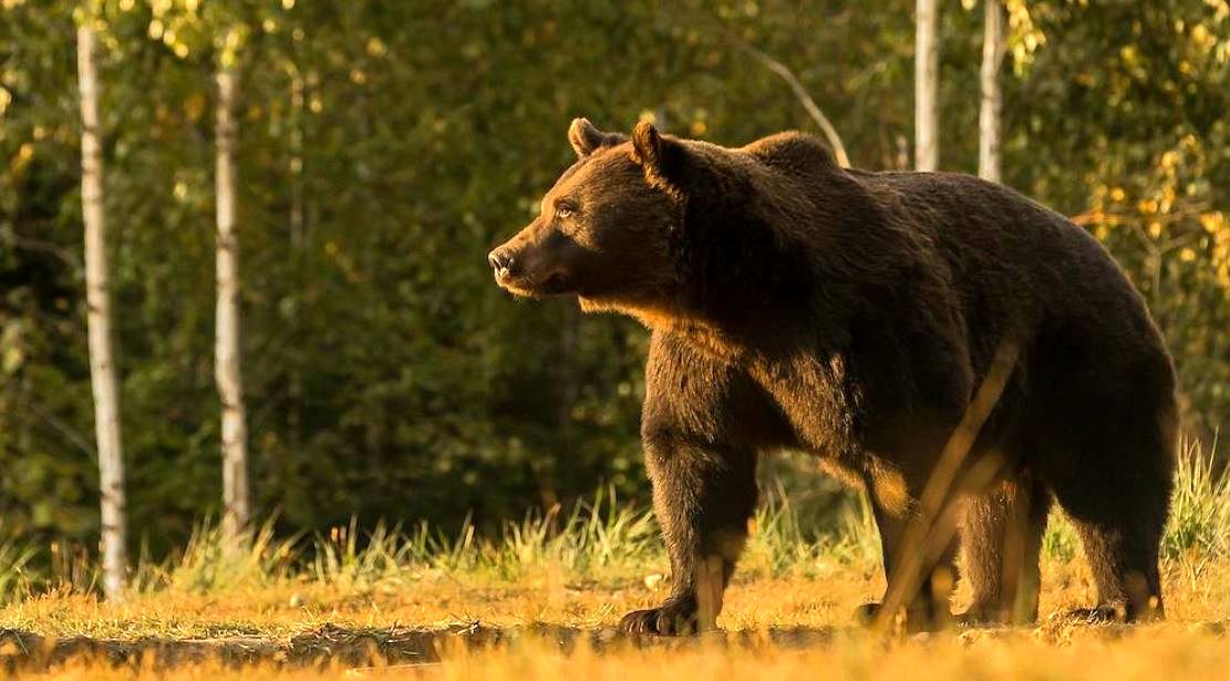 تصاویری دیده نشده از طناب زدن یک خرس با انسان+ فیلم