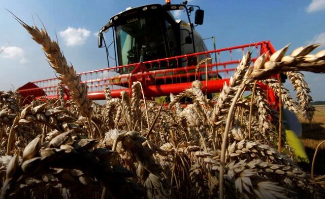 رویترز: ایران به واردات هشت میلیون تن گندم نیاز دارد