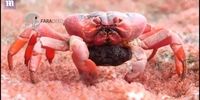 فیلم/ خرچنگ قرمز در حال خوردن بچه‌های خود