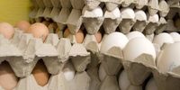 تولید تخم مرغ کاهش یافت/ افزایش قیمت ها در نیمه دوم سال؟
