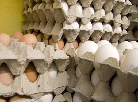 چرا تولید تخم مرغ کاهش یافت؟