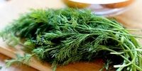 این سبزی خوش بو درمان این دردهای فراگیر است 