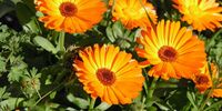 گل همیشه بهار؛ داروخانه‌ای برای درمان این بیماری‌ها