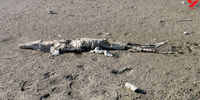 لاشه یک تمساح گاندو پیدا شد + عکس
