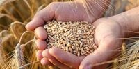 خبر خوش برای کشاورزان؛ خرید تضمینی گندم مازاد در خراسان رضوی آغاز شد