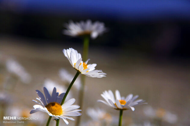 3787751_babooneh-33-