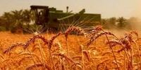 میزان خرید تضمینی گندم تشریح شد
