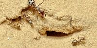 مورچه این بیماری کُشنده را بو می‌کشد