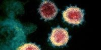 شناسایی سویه جدید کروناویروس در این دو کشور