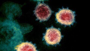 شناسایی سویه جدید کروناویروس در این دو کشور