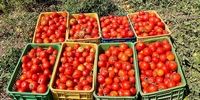 کاهش قیمت گوجه تا ۴ هزارتومان