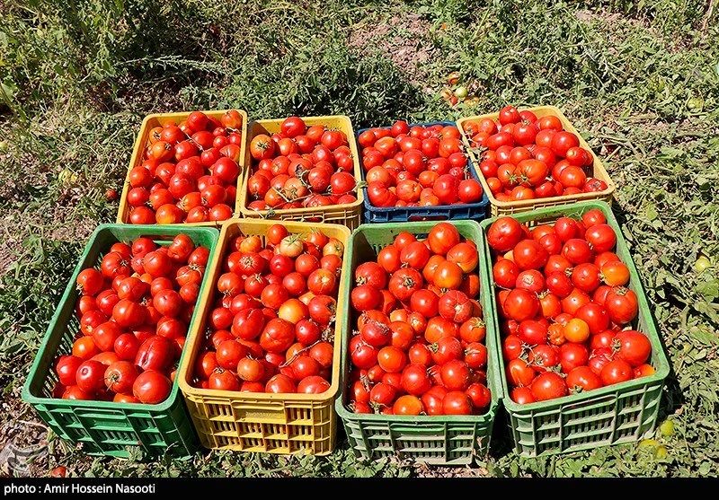 کاهش قیمت گوجه تا ۴ هزارتومان