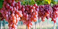 این میوه تابستانی حکم ضد افتاب را دارد
