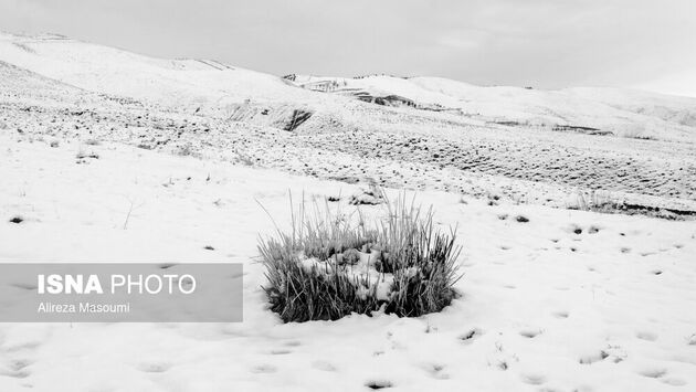 62187533_Alireza-6-of-49-