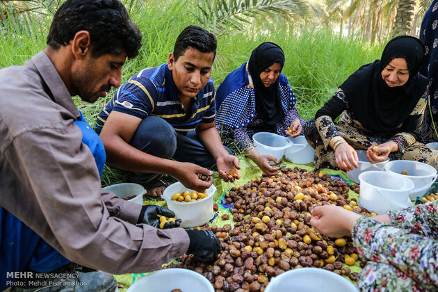 برداشت خرما