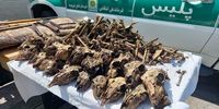 کشف ۴۱ جمجمۀ آهو از یک چاه آب در شاهین‌شهر/ ۵۰ رأس آهو شکار شد