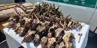 کشف ۴۱ جمجمۀ آهو از یک چاه آب در شاهین‌شهر/ ۵۰ رأس آهو شکار شد