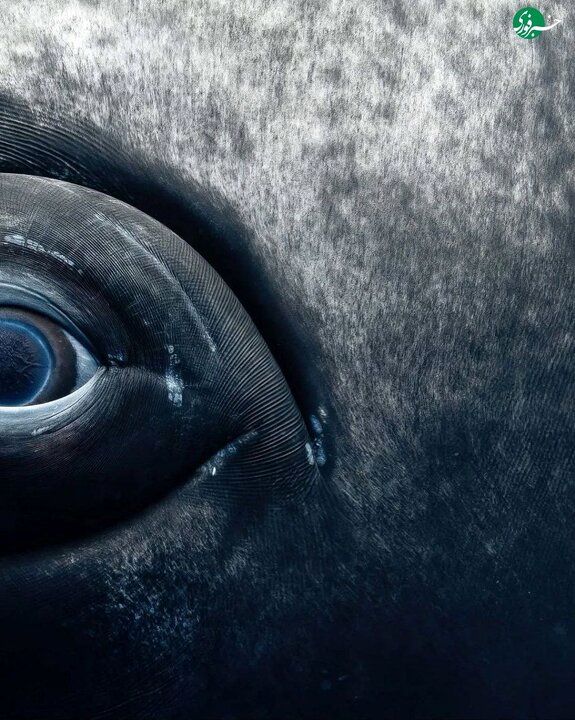 تصاویری حیرت انگیز از چشم‌های نهنگ از نمای نزدیک 4