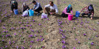 دلارهایی که از خاک درو کردیم + اینفوگرافی