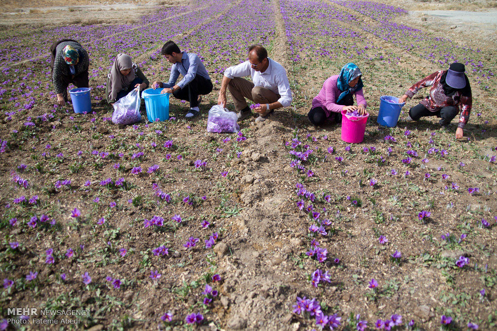 دلارهایی که از خاک درو کردیم + اینفوگرافی