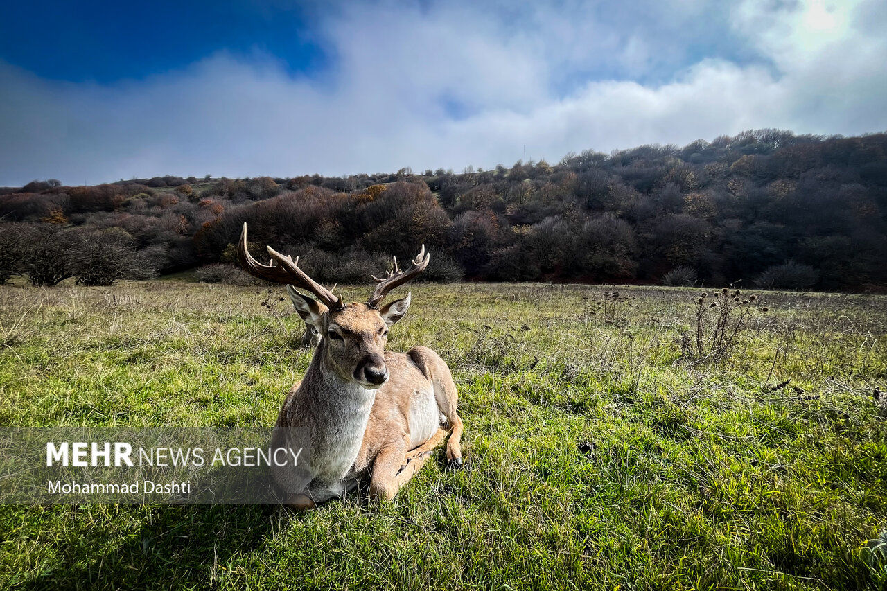 تصاویر| جنگل فندقلو در واپسین روزهای پاییز 