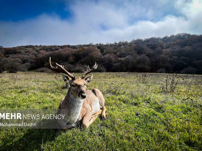 تصاویر| جنگل فندقلو در واپسین روزهای پاییز 