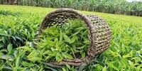رئیسی واردات چای را محدود کرد