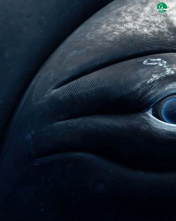 تصاویری حیرت انگیز از چشم‌های نهنگ از نمای نزدیک 3